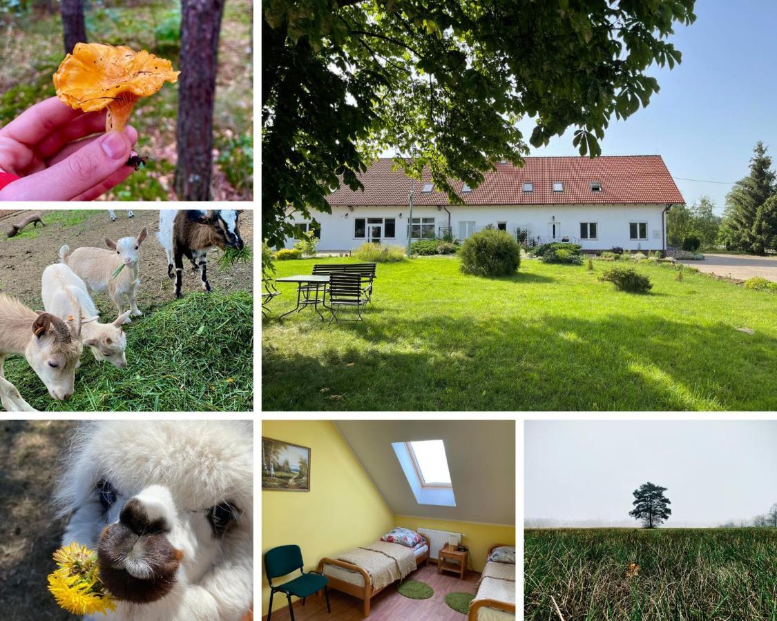 Gospodarstwo Agroturystyczne Zasadkowe Bory Rogowo  外观 照片