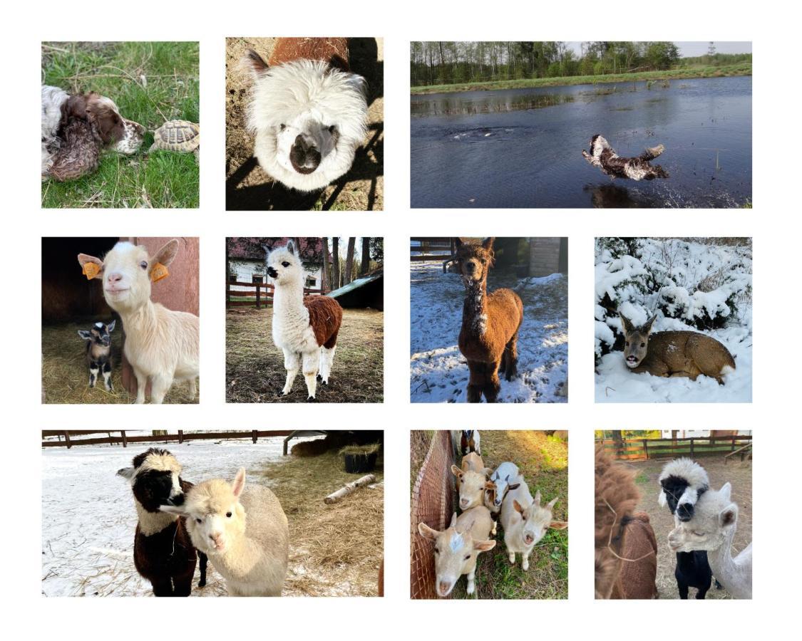 Gospodarstwo Agroturystyczne Zasadkowe Bory Rogowo  外观 照片